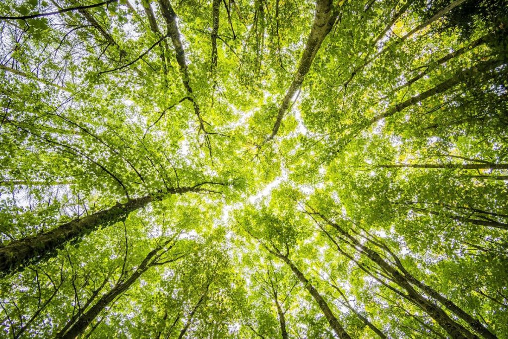 Baumkronen im Wald von unten fotografiert.