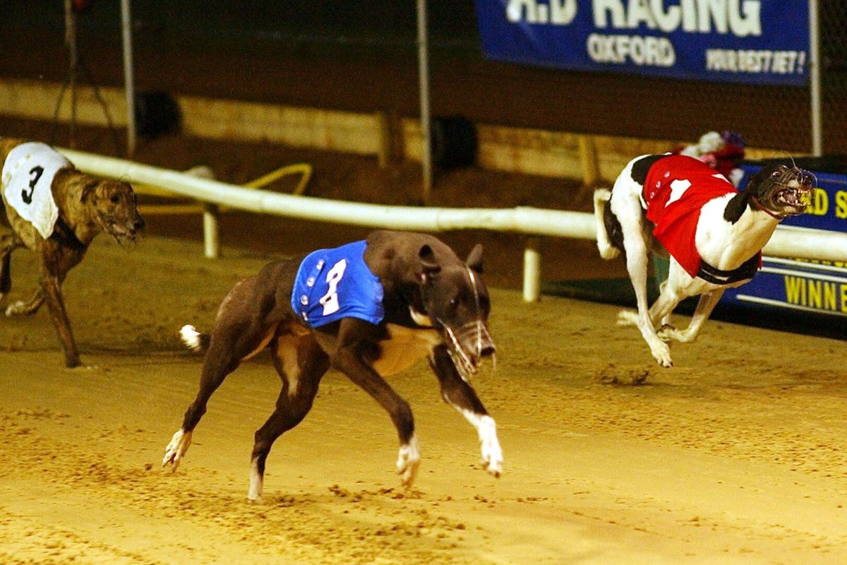 Greyhounds auf einer Rennbahn