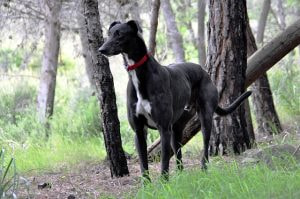 Foto eines Greyhounds in einem Wald