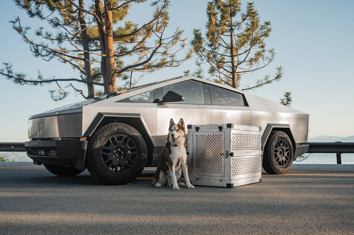 Ein Hund vor einem Tesla Cybertruck.